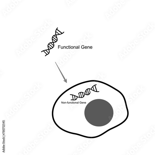 The Gene therapy technique that replacing or  instead the broken or missing gene (Non-functional gene) with Functional gene for correcting ,treat or prevent the genetic ploblem or disease. photo