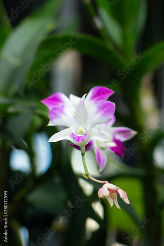 One of the white orchids in nature. One of the white orchids in nature. 