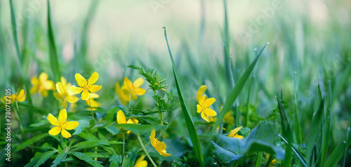 spring yellow flowers close up, abstract natural background. Beautiful gentle floral nature image. spring blossoming season. Buttercup is caustic, Ranunculus acris flower. banner photo