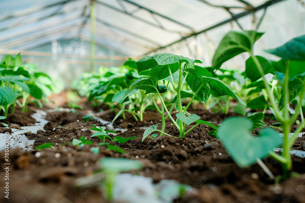 Growing small cucumbers in a greenhouse Growing small cucumbers in a greenhouse