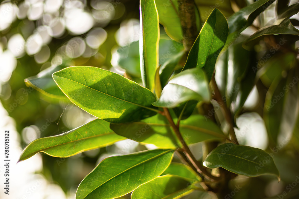 Whispering Secrets of the Emerald Canopy Whispering Secrets of the Emerald Canopy