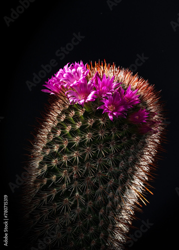 blooming cactus on black vertical macro photo