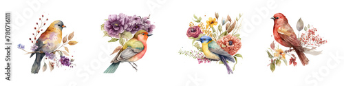 Watercolor bird collection. Animal illustration.