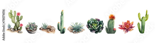 Watercolor vector set of cactus and succulent. Plant illustration.