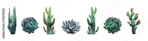 Watercolor vector set of cactus and succulent. Plant illustration.