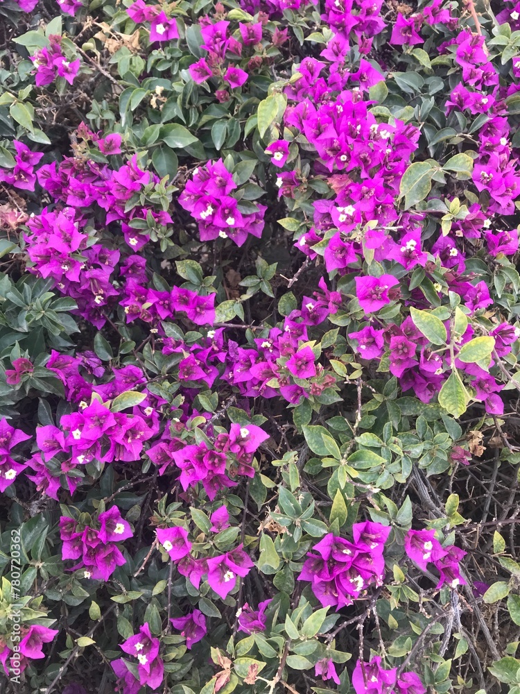Flowers Flowers