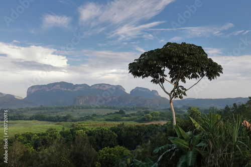 Ceibon tree, mogotes Robustiano -Left, Right- and La Esmeralda, backed by Sierra de los Organos, all seen from Valle del Silencio. Vi?ales-Cuba-161 photo