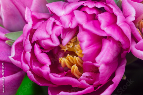 A close-up view of a pink peony-shaped tulip