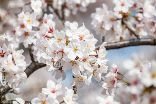 White cherry blossom tree in full bloom