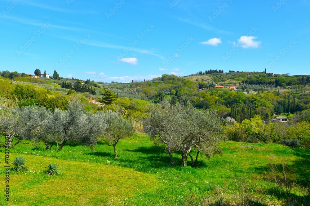 Meadow with olive trees in hills above at Strunjan in Primorska, Slovenia
