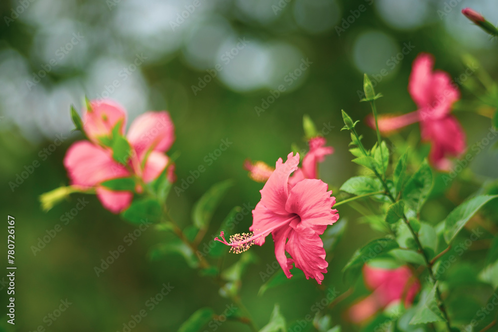 The Hibiscus rosa-sinensis is often grown in tropical and subtropical regions. There are hundreds of different varieties of Hibiscus rosa-sinensis in the world