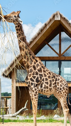 Photography Giraffe At The Safari