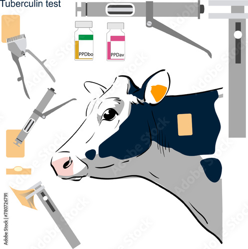 Graphic resources of Intradermal tuberculin test in cattle applied on the neck boards with tuberculin gun and tuberculin skin test caliper	