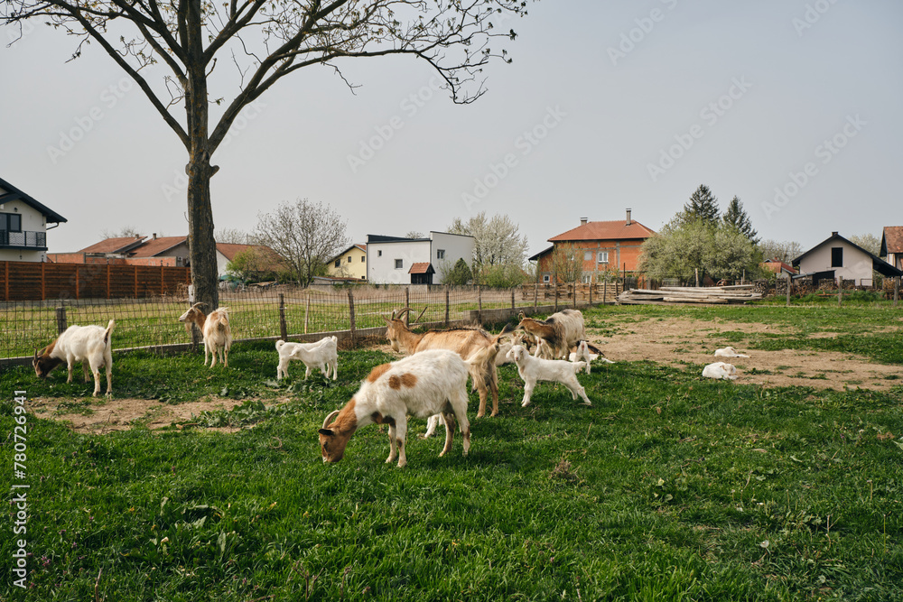 Fototapeta premium Concept of farming, countryside agriculture, organic eco farm. White and brown dairy goats graze on the home pasture in the village in spring sunny day.