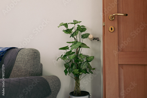 Pianta Anthurium Magnificum disposta in un vaso nel salotto nella stanza dell'appartamento della camera da pranzo photo