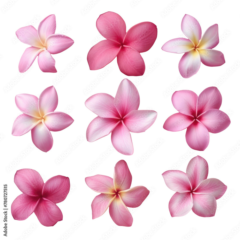 Pink flowers contrast beautifully against transparent background