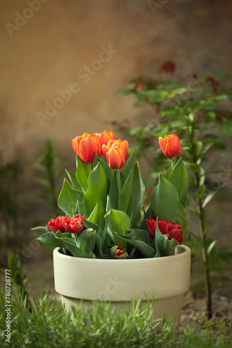 pomarańczowe tulipany w donicy, kompozycja kwiatowa