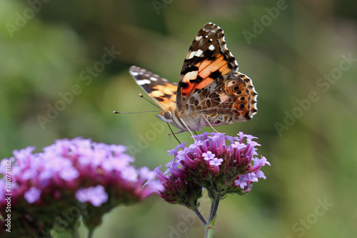 Purple Argentinian vervain flowers with painted lady butterfly in close up