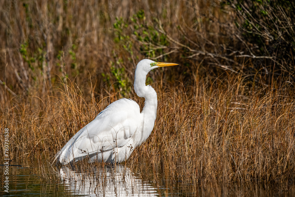 Fototapeta premium Great White Egret