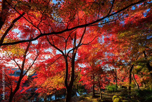 Vibrant red maple tree in a temple  Japan
