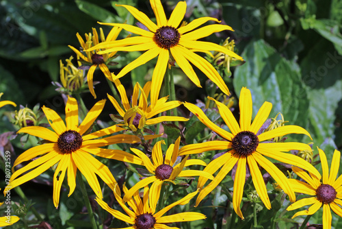 Yellow Rudbeckia coneflower flowers in close up