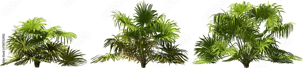 dwarf rock palm hq arch viz cutout palmtree plants