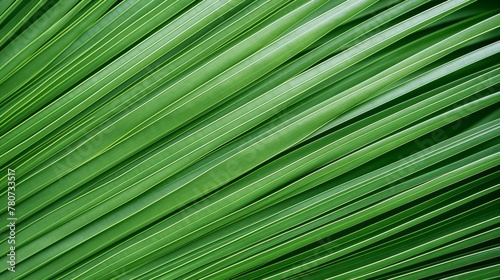 palm leaf texture background. Close-up.  © marimalina