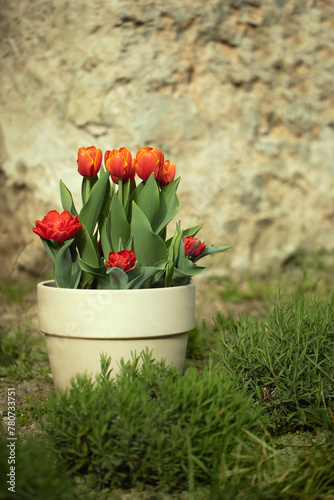 pomarańczowe tulipany w donicy, kompozycja kwiatowa