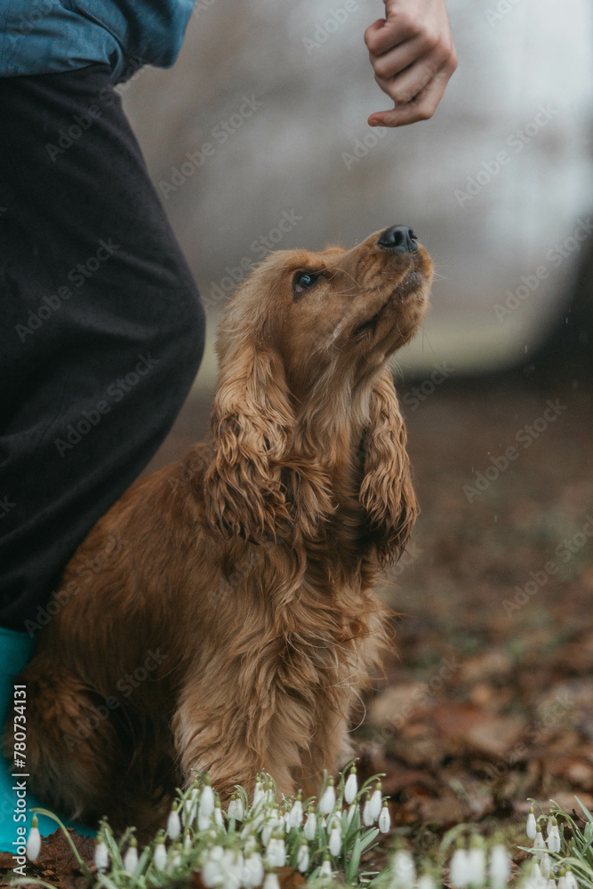 Fototapeta premium A Cocker spaniel dog in snowdrops