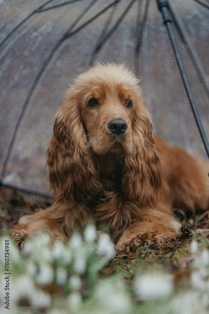 Fototapeta premium A Cocker spaniel dog in snowdrops