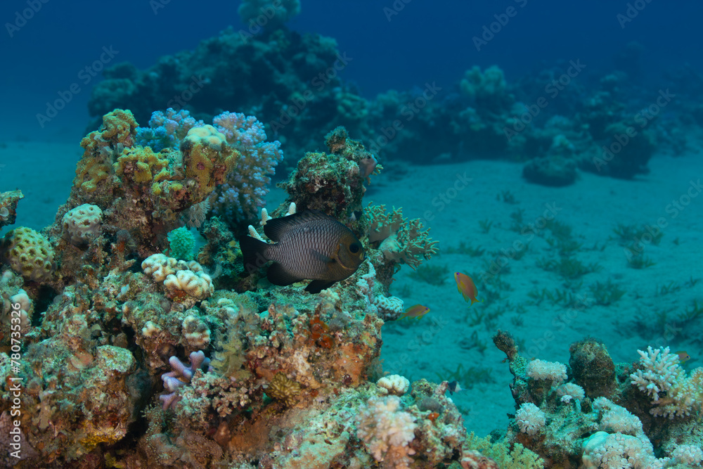 Obraz premium Underwater landscape with a small fish