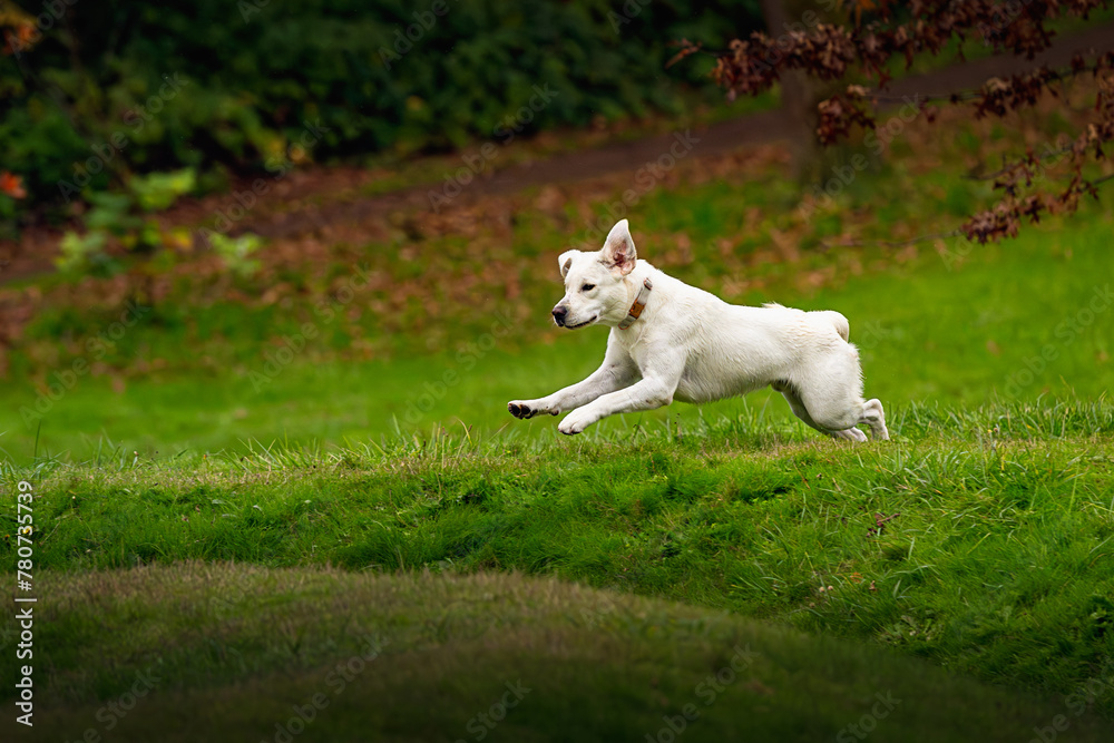2023-12-31 A YELLOW LABRADOR RUNNING AND JUMPING OVER A MOUND OF GRASS WITH EARS FLAPPING AND FRONT PAWS OFF THE GROUND AT LUTHER BURBANK PARK ON MERCER ISLAND WASHINGTON 2023-12-31 A YELLOW LABRADOR RUNNING AND JUMPING OVER A MOUND OF GRASS WITH EARS FLAPPING AND FRONT PAWS OFF THE GROUND AT LUTHER BURBANK PARK ON MERCER ISLAND WASHINGTON