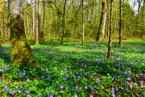 Fototapeta Naklejka Na Ścianę i Meble -  Blue lesser periwinkle (Vinca minor) flowers covering the forest ground