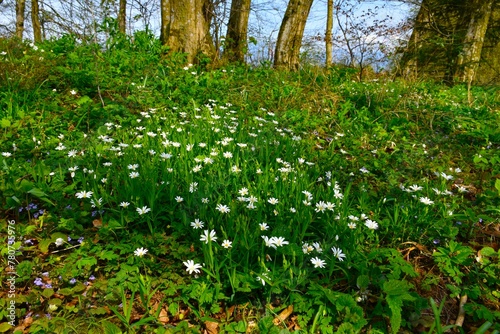 White greater stitchwort (Rabelera holostea) spring flowers photo