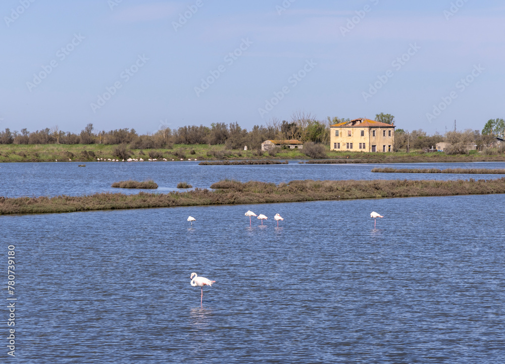 Flamingos in Landscape protection area named Valli di Comacchio in Italy, Europe