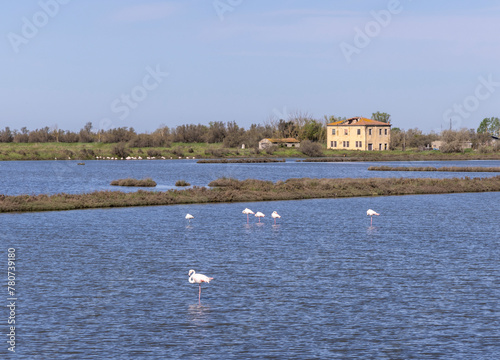 Obraz na płótnie Flamingos in Landscape protection area named Valli di Comacchio in Italy, Europe w salonie