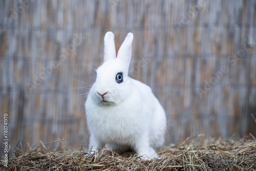 White hotot medium rabbit sitting on a hay before Easter photo