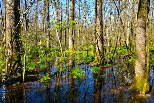 Flooden wetland Krakov forest with aquatic vegetation and pedunculate oak  Quercus robur  trees in Dolenjska  Slovenia