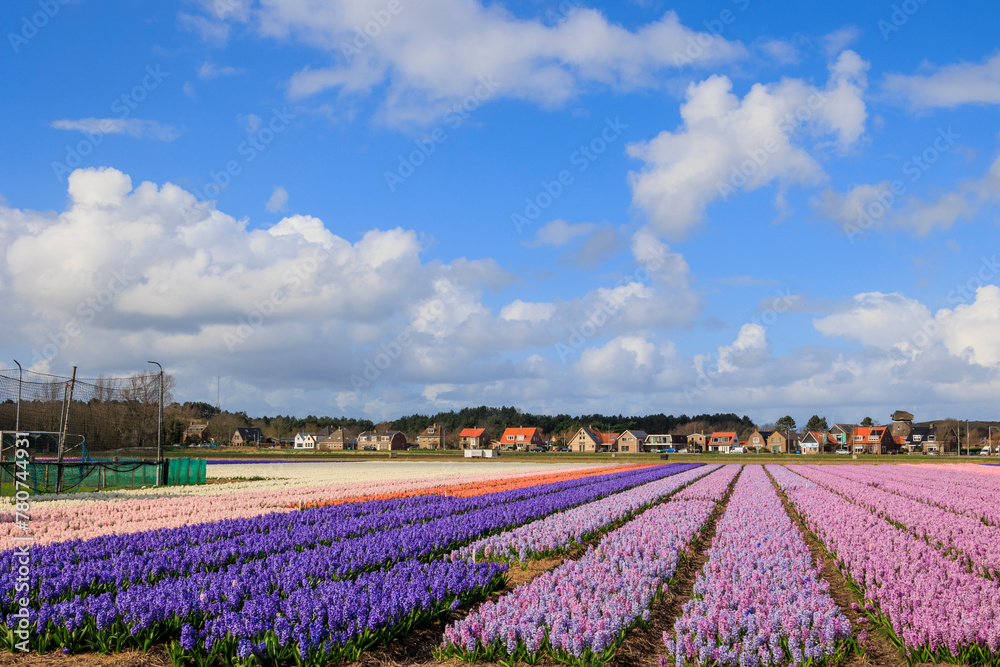 Colourful hyacinth fields in full bloom in the Netherlands near the town of Egmond