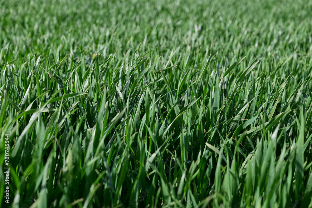A wheat field of spring winter wheat with high yield potential and a reflection of spring work on the field. A wheat field of spring winter wheat with high yield potential and a reflection of spring work on the field.
