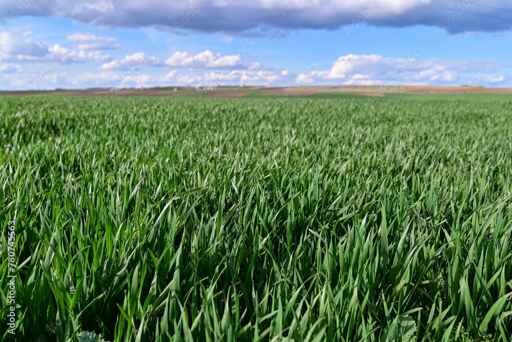 The wheat is ripening in the fields.Green field of winter wheat. The wheat is ripening in the fields.Green field of winter wheat.