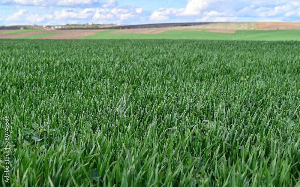 A wheat field of spring winter wheat with high yield potential and a reflection of spring work on the field. A wheat field of spring winter wheat with high yield potential and a reflection of spring work on the field.