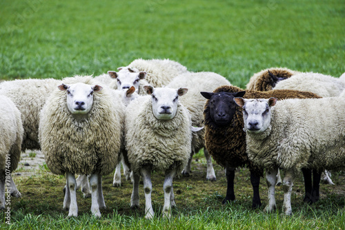 Sheep on a pasture in the Netherlands look head-on at the camera photo
