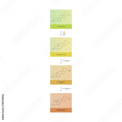Diagram showing biosynthesis of active form of vitamin D - Calcitriol - via the kidneys and the liver - schematic molecular strcuture chemical illustration.