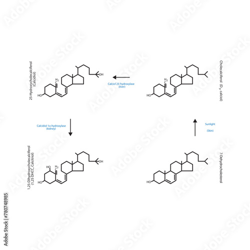 Diagram showing biosynthesis of active form of vitamin D - Calcitriol - via the kidneys and the liver - schematic molecular strcuture chemical illustration.