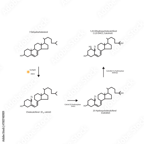 Diagram showing biosynthesis of active form of vitamin D - Calcitriol - via the kidneys and the liver - schematic molecular strcuture chemical illustration.