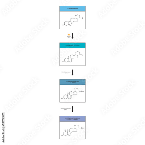 Diagram showing biosynthesis of active form of vitamin D - Calcitriol - via the kidneys and the liver - schematic molecular strcuture chemical illustration.