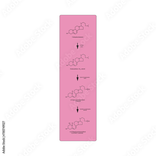 Diagram showing biosynthesis of active form of vitamin D - Calcitriol - via the kidneys and the liver - schematic molecular strcuture chemical illustration.