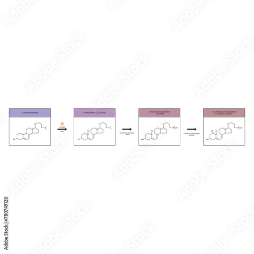 Diagram showing biosynthesis of active form of vitamin D - Calcitriol - via the kidneys and the liver - schematic molecular strcuture chemical illustration.