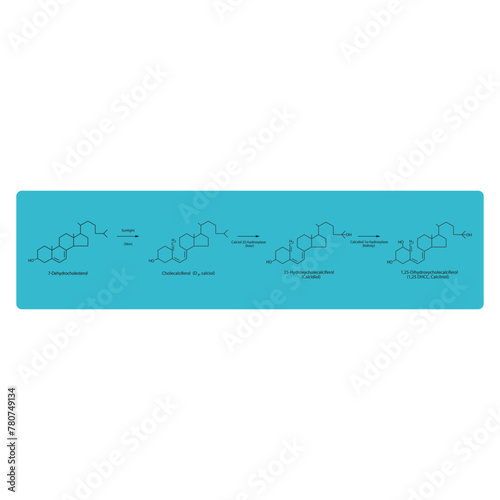 Diagram showing biosynthesis of active form of vitamin D - Calcitriol - via the kidneys and the liver - schematic molecular strcuture chemical illustration.